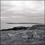 Swans Island Sheep