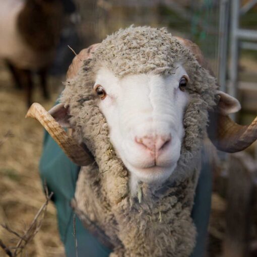 Swans Island Company's Island Collection throws, blankets and scarves are handwoven in Maine with wool from Maine island sheep. This ram is one of the flock on Vinalhaven, Maine.