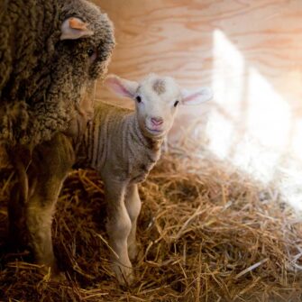 Swans Island Company's Island Throws are made with locally sourced single-origin fleece from a Maine island farm. Shown here, a newborn lamb in the barn with his mother.. Fleece from this flock goes into making these blankets.