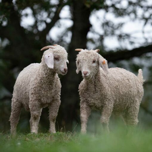 Stillwater Ranch x Swans Island Collaboration '21. Two adorable baby Angora goats frolic at the Stillwater Ranch.