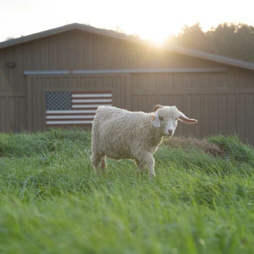 Stillwater Ranch + Swans Island Collaboration '21. A young goat at the ranch - American-made from arm to finish!