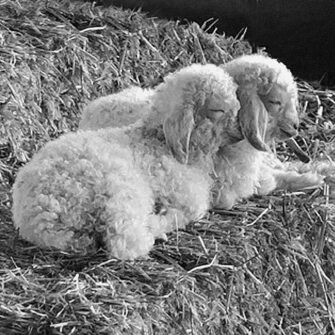 Stillwater Ranch x Swans Island Collaboration '21. Two adorable baby Angora goats snuggle at the Stillwater Ranch.