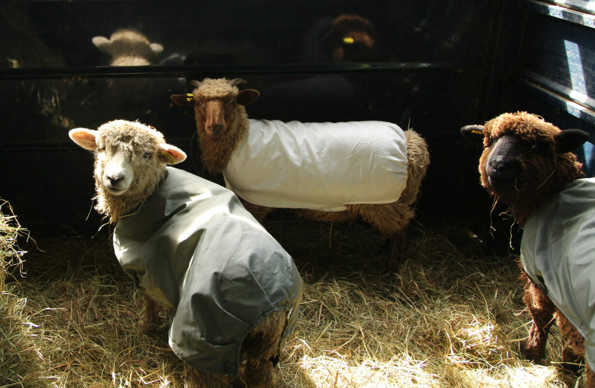 A trio of brown and white sheep are in the trailer headed to the fair in Maine. Each sheep is wearing a jacket to help keep their fleece clean.