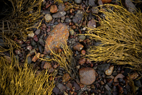 Golden kelp and rusty brown beach stones on the rocky Maine shore inspire the color palette at Swans Island Co.