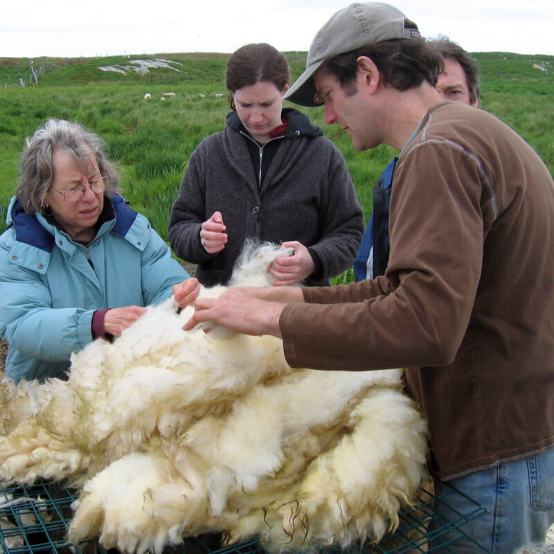 Bill Laurita in the early days of Swans Island Company, sorting through newly shorn sheep's wool on Nash Island, Maine