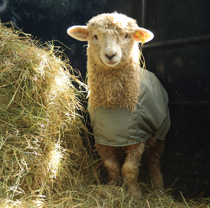 This sheep from a small family-run farm in Maine, wears a jacket to keep clean. This fleece will be spun into yarn to be handwoven in Swans Island blankets.