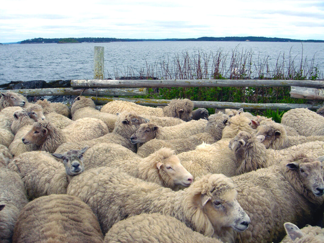 A flock of sheep on Nash Island, Maine - early providers of fleece for the original Swans Island handwoven blankets.