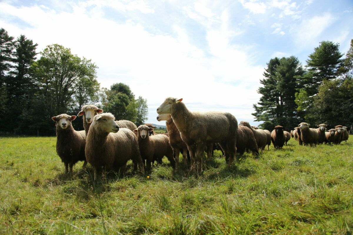 A flock of sheep at a smal family-run farm in midcoast Maine provides fleece that will be spun and woven into Swans Island blankets.