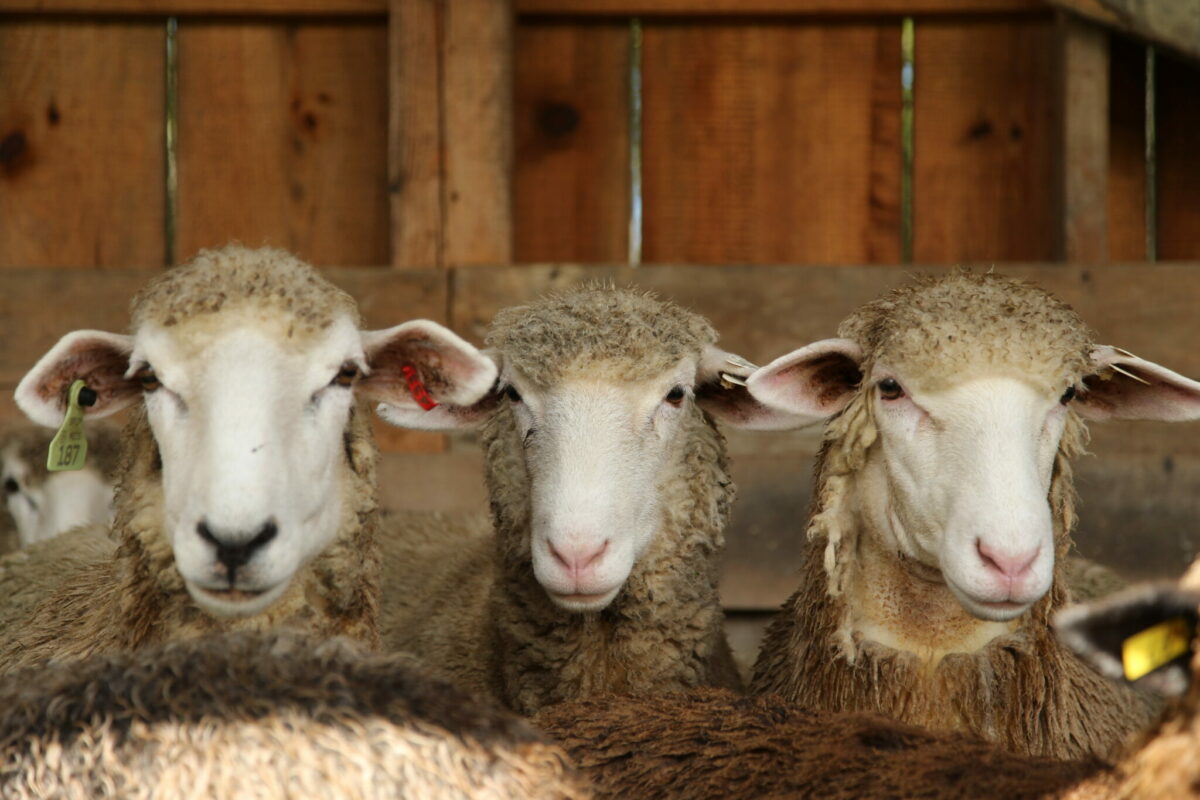 A trio of sheepish characters peer out of the barn at a small family farm in midcoast Maine. This flock provided fleece that went into making Swans Island handwoven blankets.